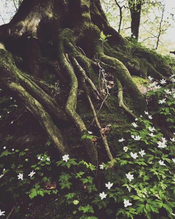 WORKSHOP: De helende kracht van de Natuur ‘Ontdek de Magische Vasserheide en ervaar de oerkracht van Twente’